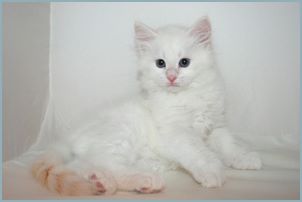 Male Siberian Kitten from Deedlebug Siberians